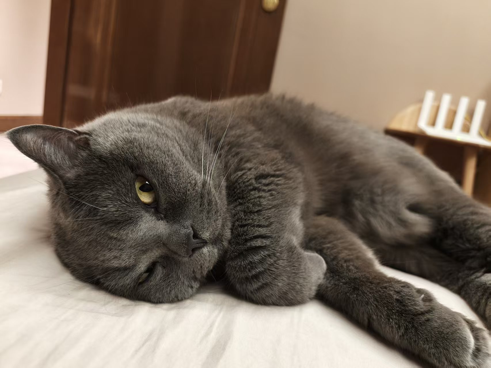 Fatty Fries, a British Shorthair cat, resting on a bed